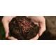 Natursache Kompostwürmer (250er Box) Vergleich