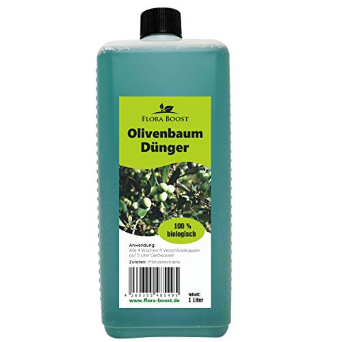 kleine spinnen olivenbaum Mini Olivenbaum 