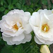 Kordes Rosen Kletterrose Vergleich