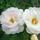 Kordes Rosen Kletterrose
