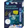 Kosmos Wuselnde Salzkrebse