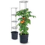 Tomatentopf