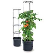 Kotarbau Tomatenturm