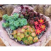 Kräuma Sedum-Samen