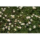 KräuMa Wildes Gänseblümchen 