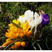 Unbekannt Krokus Vergleich