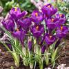 Krokus Zwiebeln Flower Record