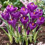 Krokus Zwiebeln Flower Record