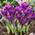 Krokus Zwiebeln Flower Record