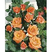 Kühr Baum- u. Rosenschulen Kletterrose Vergleich