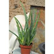 Kunert-Keramik Echte Aloe vera Vergleich