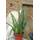 Kunert-Keramik Echte Aloe vera