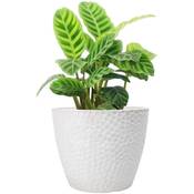 La Jolíe Muse 24 cm Blumentopf Vergleich