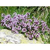 Lacatho Thymian