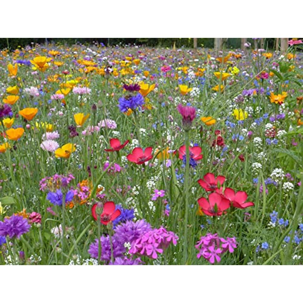 Blumenwiese Samen Mehrjhrig Niedrig Ohne Grser