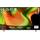 Lg OLED77B59LA