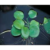 Limnobium Laevigatum Froschbiss