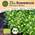 Little Plants Bio Brunnenkresse Samen