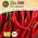 Little Plants  BIO Chili Samen