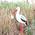 Littlestars Klapperstorch