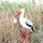 Littlestars Klapperstorch