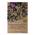 Magic Garden Seeds Borlotto Lingua Di Fuoco PHA01-BIO