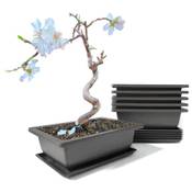 Maiple Bonsai Trainingsschalen Vergleich