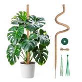 philodendron yucatan princess Alocasia 'Yucatan Princess' Variegated (wk17-K) main image 0