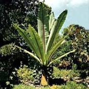 Mediterranpiac Bananensamen Vergleich