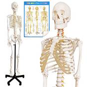Medmod Anatomie Modell Skelett