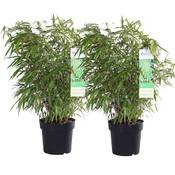 mein schöner Garten Bambus-Pflanze Vergleich