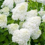 Mein schöner Garten Rispenhortensie Vergleich