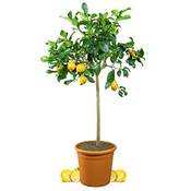 Meine Orangerie Zitronenbaum Grande