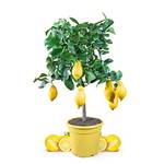 Meine Orangerie Zitronenbaum ZIT1000936