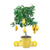 Meine Orangerie Zitronenbaum Mezzo ZIT1000936