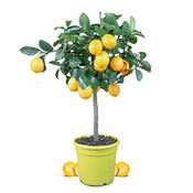 Meine Orangerie Meyer-Zitruspflanze