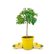 Meine Orangerie  Amalfi Zitronenbaum Vergleich