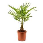‎Meine Orangerie Hanfpalme