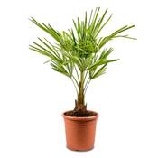 ‎Meine Orangerie Hanfpalme