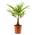 ‎Meine Orangerie Hanfpalme