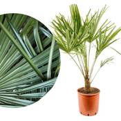 Meine Orangerie Hanfpalme Trachycarpus Vergleich