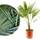 Meine Orangerie Hanfpalme Trachycarpus