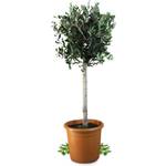 Meine Orangerie Olivenbaum Grande