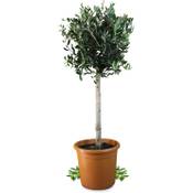 Meine Orangerie Olivenbaum Grande Vergleich