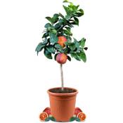 Meine Orangerie Orangenbaum Arcobal