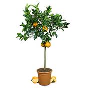 Meine Orangerie Orangenbaum Grande