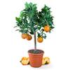 Meine Orangerie Orangenbaum Mezzo