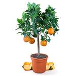 Meine Orangerie Orangenbaum 026-870691