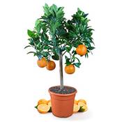 Meine Orangerie Orangenbaum Mezzo