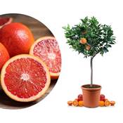 Meine Orangerie Sanguinello Mezzo